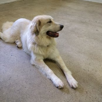 Unleashed Doggie Daycare - Pet Sitting Near Me - Gibsonia, Pennsylvania Unleashed Doggie Daycare - Pet Sitting Near Me - Gibsonia, Pennsylvania