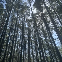 Trees on the trails Trees on the trails