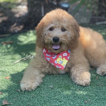 California Goldendoodle - Puppy - Pet Breeders Near Me