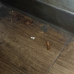 Roach