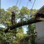 Photo of Sharper Edge Tree Care