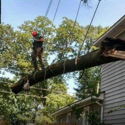Sharper Edge Tree Care