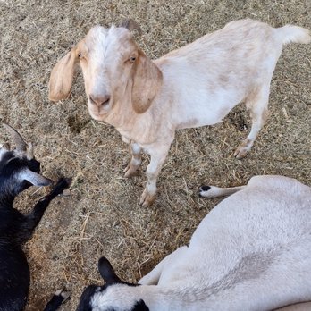 The Pumpkin Factory - Goats in the Petting Zoo - Pumpkin Patches Near Me - Corona, California