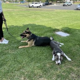 My German Shepherd, Rip and Shane's best bud, Zeus. My dog couldn't be around another dog calmly or quietly, but Shane proved me wrong! My German Shepherd, Rip and Shane's best bud, Zeus. My dog couldn't be around another dog calmly or quietly, but Shane proved me wrong!