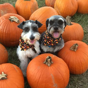 Pet Bath & Beyond - Pet Groomers Near Me - San Antonio, Texas Pet Bath & Beyond - Pet Groomers Near Me - San Antonio, Texas