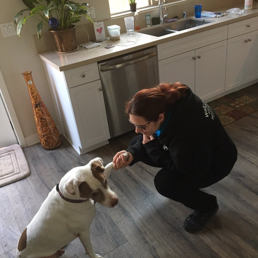 Nala's World - Please to meet you, please give me a cookie - Dog Walkers Near Me Nala's World - Please to meet you, please give me a cookie - Dog Walkers Near Me
