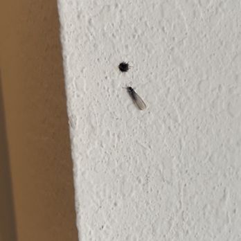 Mallard Crossing - Termites in termite hole - Apartments Near Me - Loveland, Ohio