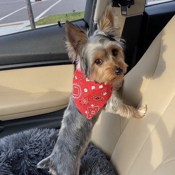 Pampered Paws Pet Resort - Pet Sitting Near Me - Wisconsin Dells, Wisconsin