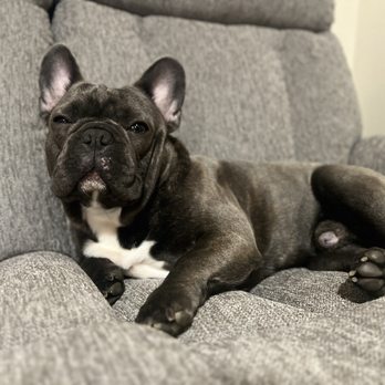 NorthCalFrenchies - Pet Breeders Near Me