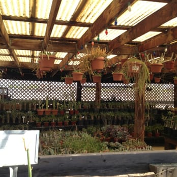 Arizona Cactus Sales - Nurseries & Gardening Near Me - Chandler, Arizona Arizona Cactus Sales - Nurseries & Gardening Near Me - Chandler, Arizona