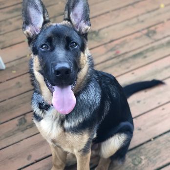 Von Der Stadtrand German Shepherds - Pet Breeders Near Me Von Der Stadtrand German Shepherds - Pet Breeders Near Me
