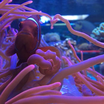 Alaska Coral & Fish - Aquariums Near Me - Anchorage, Alaska Alaska Coral & Fish - Aquariums Near Me - Anchorage, Alaska