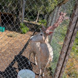 Saunders Country Critters Zoo and Garden Centre