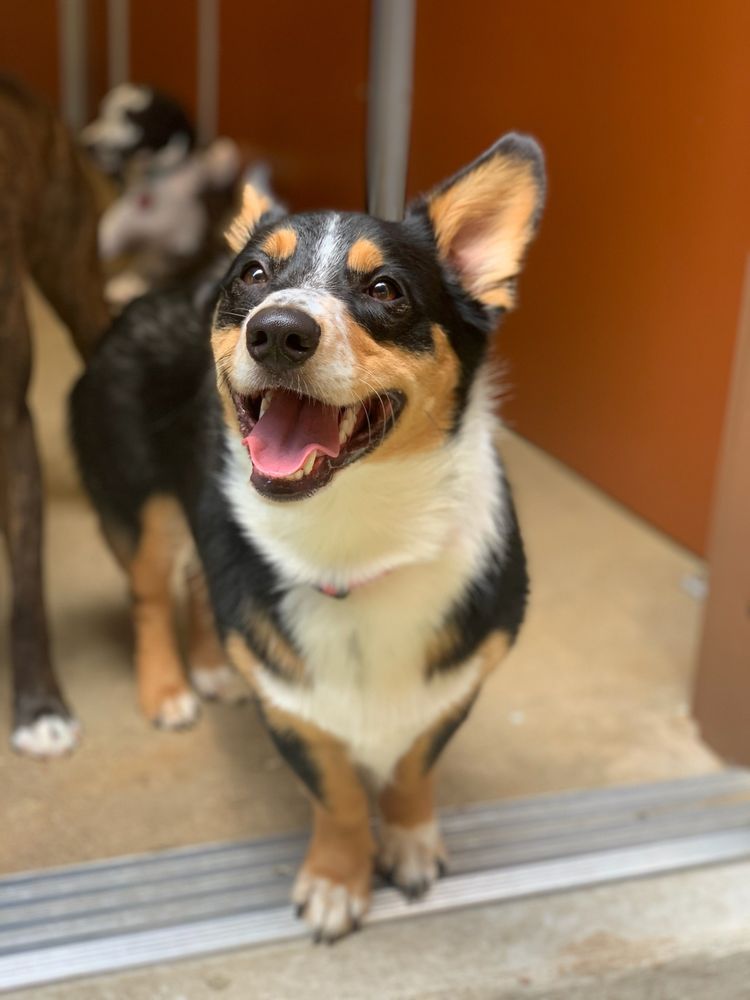 Camp Bow Wow - pet boarding facility in Hurst, TX