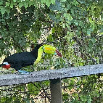 Observatorio 1873 - Toucan in the aviary - Lounges Near Me - Mazatlán, SIN