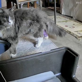911 Vet Care - Gregory cat nursing his leg after being worked on by DR JOSEPH of 911! THANK YOU!!! - Veterinarians Near Me - Lancaster, California 911 Vet Care - Gregory cat nursing his leg after being worked on by DR JOSEPH of 911! THANK YOU!!! - Veterinarians Near Me - Lancaster, California