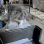 Photo of 911 Vet Care