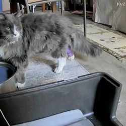 911 Vet Care - Gregory cat nursing his leg after being worked on by DR JOSEPH of 911! THANK YOU!!!