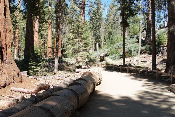Mariposa Grove by null