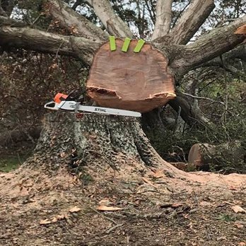 Vines Tree Service - Big Boy - Tree Services Near Me Vines Tree Service - Big Boy - Tree Services Near Me