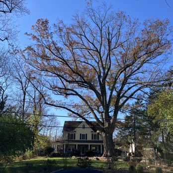 Tyson's Tree Service - Showing size of tree. - Tree Services Near Me - Sterling, Virginia Tyson's Tree Service - Showing size of tree. - Tree Services Near Me - Sterling, Virginia