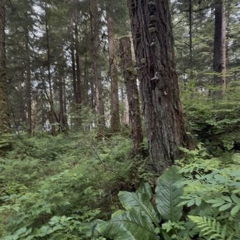 Auke Lake Trail - Aux Lake plants & tree - Lakes Near Me - Juneau, Alaska Auke Lake Trail - Aux Lake plants & tree - Lakes Near Me - Juneau, Alaska