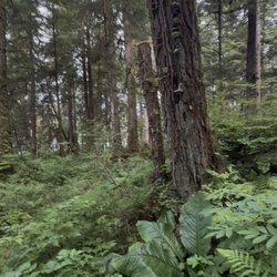 Auke Lake Trail - Aux Lake plants & tree