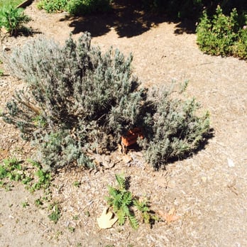 Briercrest Park - Yelp needs smell-o-vision, the sensory garden smells so good today. Especially the lavender. - Parks Near Me - La Mesa, California Briercrest Park - Yelp needs smell-o-vision, the sensory garden smells so good today. Especially the lavender. - Parks Near Me - La Mesa, California
