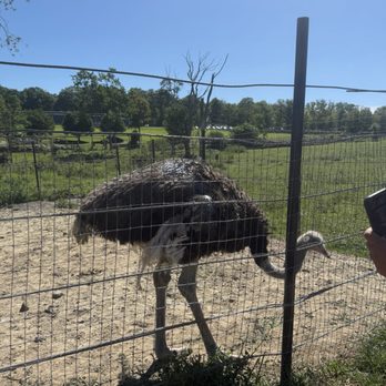 Action Wildlife Foundation - Ostrich - Community Service/Non-Profit Near Me - Goshen, Connecticut