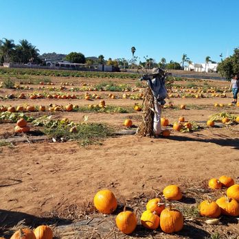 Farm Stand West, Fresh Produce, Pumpkin Patch, Christmas Trees - Fruits & Veggies Near Me - Escondido, California Farm Stand West, Fresh Produce, Pumpkin Patch, Christmas Trees - Fruits & Veggies Near Me - Escondido, California