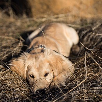 Tahoe Dog Photography - Pet Photography Near Me Tahoe Dog Photography - Pet Photography Near Me