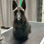 Photo of The Dog Barber