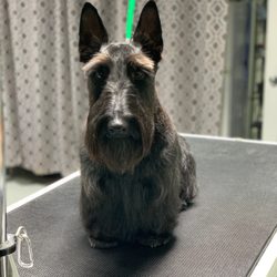 The Dog Barber - The Dog Barber