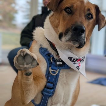 Pound Rescue - Animal Shelters Near Me Pound Rescue - Animal Shelters Near Me