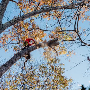 Northside Tree Professionals - Our great Chico carefully removing a tree. - Tree Services Near Me - Atlanta, Georgia Northside Tree Professionals - Our great Chico carefully removing a tree. - Tree Services Near Me - Atlanta, Georgia