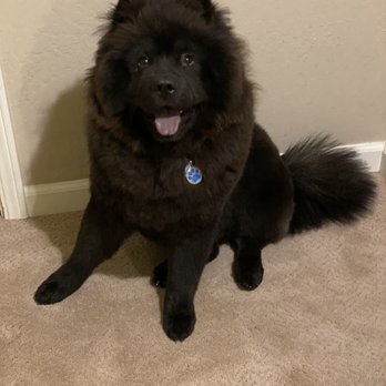 Perfect Pet Salon - Nico feeling happy and fresh after his haircut from graham - Pet Groomers Near Me - Concord, California