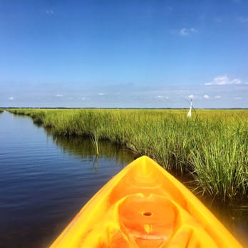 67th Street Paddle Cove - Eco-tours take you through the peaceful marshes of the bay where you can see wildlife, like this egret in the grasses. - Tours Near Me - Ocean City, Maryland