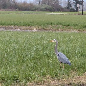 Wiley Slough - Wildlife Control Near Me - Mount Vernon, Washington