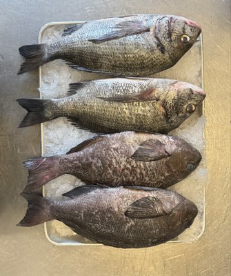 Ginza Sushi & Sake by null