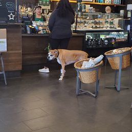 Doggy waiting for his puppychino.