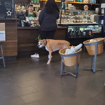 Starbucks - Doggy waiting for his puppychino. - Coffee & Tea Near Me - Long Beach, California