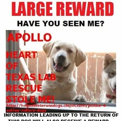 Heart of Texas Lab Rescue - Please contact me at 619-379-0690 if you see him!!!