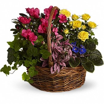 Finicky Flowers - What I thought I was ordering - Florists Near Me - Murrieta, California Finicky Flowers - What I thought I was ordering - Florists Near Me - Murrieta, California