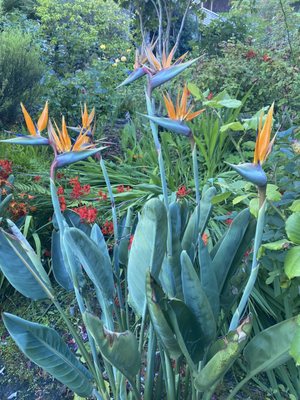 Filbert Steps by null