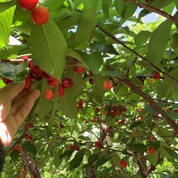 U Pick Orchards - So many cherries! - Pick Your Own Farms Near Me - Morgan Hill, California