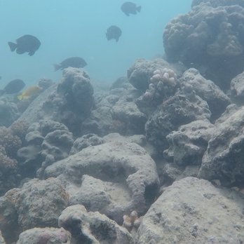 Try Scuba Diving - Honolulu - Scuba Diving Near Me - Honolulu, Hawaii Try Scuba Diving - Honolulu - Scuba Diving Near Me - Honolulu, Hawaii