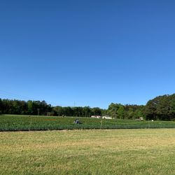 Adams Acres - Strawberry  Field
