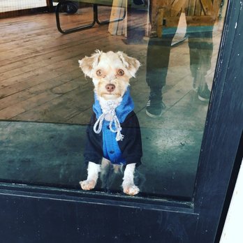 Brunos Place - Saying come on in to see us and the family ;-) - Pet Groomers Near Me - Dallas, Texas Brunos Place - Saying come on in to see us and the family ;-) - Pet Groomers Near Me - Dallas, Texas