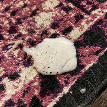 Elkhound Ranch Kennels - What Dolly has been coughing up since coming home. - Pet Sitting Near Me - Kansas City, Missouri