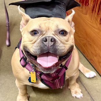 PetSmart - My dog Daisy in her graduation cap - Pet Training Near Me - PITTSBURGH, Pennsylvania PetSmart - My dog Daisy in her graduation cap - Pet Training Near Me - PITTSBURGH, Pennsylvania